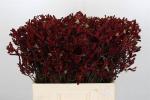 Vollsortiment - Anigozanthos rot - 10 Stiele